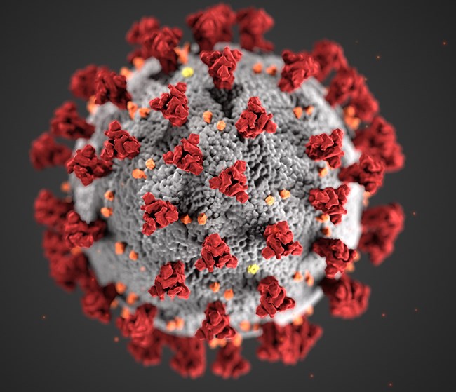 Coronavirus Image: CDC/Alissa Eckert, MS; Dan Higgins, MAMS